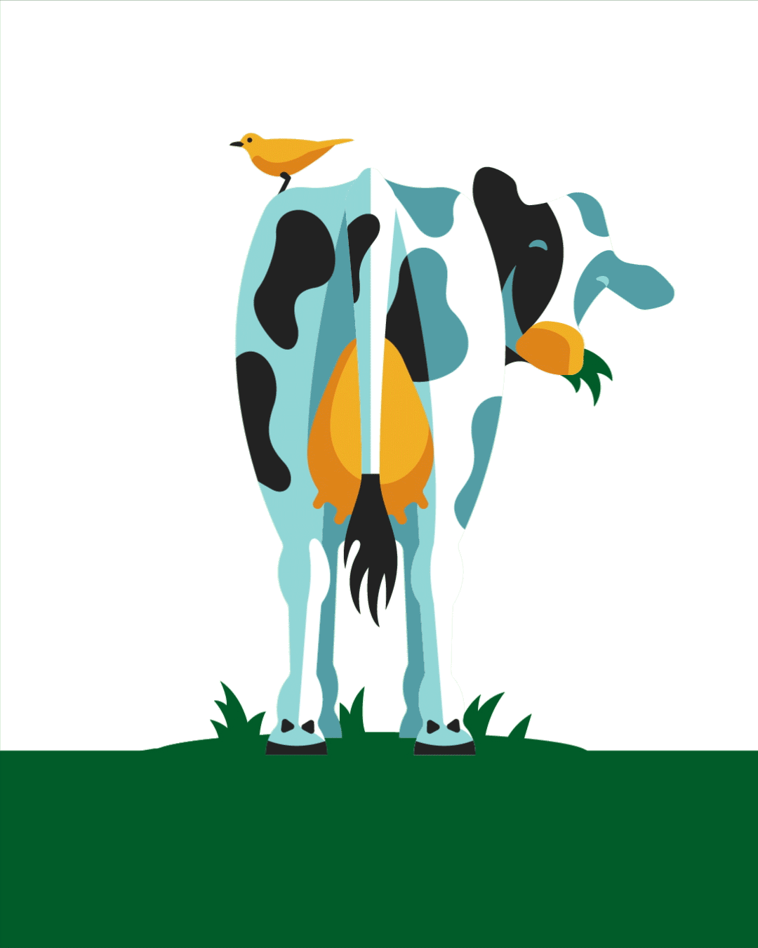 cow wagging tale